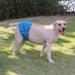 Cuteebone Male Washable Dog Diapers Belly Bands - 3 Pack Reusable High-Suction Dog Wraps with Velcro Fastener (Cow Lion Dog XL 53.5-68.5cm) - International Shipping Available - Buy Online on GoSupps.com