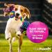 Pretty Pooch Artificial Grass Cleaner for Dogs 1L - Super Concentrate Disinfectant & Deodorizer (Fresh Cut Grass) - Makes 10 Litres | Buy Now - Buy Online on GoSupps.com