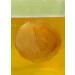 Buy Koro Bio Kombucha SCOBY Premium Quality & Fast International Shipping - Buy Online on GoSupps.com