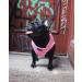 Puppia Dog Harness for Small & Medium Dogs | Soft & Colorful | Atani Train Harness - Pink XL | Multi-Functional & Comfortable - Buy Online on GoSupps.com