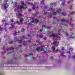 Buy Prreal Body Glitter Gel 50ml - Holographic Face & Body Sequins Chunky Glitter for Nails Hair & Makeup | Festival Shimmer - Buy Online on GoSupps.com