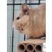 Totally Degu Corn Treats - Buy Online on GoSupps.com