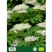  Biojoy Biojoy Organic black elderberry flowers (500g) dried and cut ideal for infusion (Sambucus nigra) - Buy Online on GoSupps.com