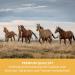 Sensipharm Smooth Locomotion - 180 Joint Tablets for Horses | Supports Back Hind Legs Muscles & Joints | 1000 mg for Optimal Mobility - Buy Online on GoSupps.com