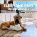 All for Paws Heartbeat Soft Toys for Dogs - Beige Sheep | Small Dog Toys for Behavioral Training & Puppy Relief - Buy Online on GoSupps.com