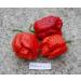Portal Cool Nero Mustard: C. chinense Peperoncino Reaper Nero fantasma Pepper Ecc Chili Semi 20+ Pz - Buy Online on GoSupps.com