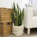 Costa Farms Premium Sansevieria Indoor Snake Plant - 2ft Tall in Decor Planter - Buy Online on GoSupps.com