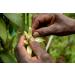 Kiddu Gourmet Vanilla Beans - 30 Whole Grade A Pods in Resealable Pouch - Buy Online on GoSupps.com