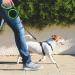 Moyouno 8m Retractable Dog Leash - Automatic High-End Leash for Small Medium & Large Dogs up to 50kg - Durable Green Pet Lead - Buy Online on GoSupps.com