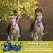 Halter for Horse - Heavy Duty Chin and Throat Snap Halter Horse - Colorful Comfortable Padded Nylon Horse Halter for Equestrian Training Horse Care Blue - Buy Online on GoSupps.com