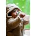 melii Abacus Straw Sippy Cup 11.5 oz Toddler and Baby (Mint + Pink 2 Pack) - Buy Online on GoSupps.com
