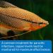 API Copper Test Kit - 90 Tests | Aquarium Water Testing - Buy Online on GoSupps.com
