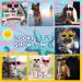 Shop Stylish Dog Sunglasses - UV Protecting Shades for Small Dogs & Pets (Yellow) - Buy Online on GoSupps.com