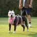 Huntboo Dog Safety Dishes & Reflective Harness for Small Dogs - Adjustable Waterproof Vest in Pink (Small Pack of 1) - Perfect for Walks & Training - Buy Online on GoSupps.com