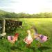 3 Pcs Adjustable Reflective Hen Vest Set - Chicken Harness & Saddle Aprons for Feather Protection - Ideal for Duck, Goose, Poultry, Dog - Pink - Buy Online on GoSupps.com