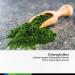 Chlorophyll Liquid Drops - Organic Sodium Copper Chlorophyllin Extract - Immune Support & Energy Boost - Non-GMO Formula - 2 fl oz - Buy Online on GoSupps.com