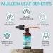 LUNG DEFENSE Herbal Extract - 8-in-1 Blend for Lung Cleanse & Immune Support - 2 Fl Oz Liquid Supplement - Buy Online on GoSupps.com