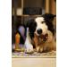 Bamboodles T Bone Dog Chew - Medium Chicken Flavor for Aggressive Chewers - Buy Online on GoSupps.com
