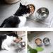 Tilted Raised Cat Bowls | Elevated Orthopedic Bowls for Small Dogs | 6 Stainless Steel Dishes with Acrylic Stand | Easy to Clean & Perfect for Travel - Buy Online on GoSupps.com