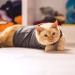 Thundershirt Classic Cat Anxiety Jacket - Vet Recommended Calming Solution for Fireworks, Thunder, Travel & Separation - Heather Gray, Medium (9-13 lbs) - Buy Online on GoSupps.com