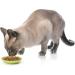 PetRageous Silly Kitty Cat Saucer and Bowl - Fun & Functional Dining Set for Cats - Buy Online on GoSupps.com