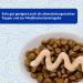 Inaba Churu Cat Snacks - Puree Treats with Chicken - 40 Tubes of Creamy Delicacies - Tasty Pet Food for Cats - 560g - Buy Online on GoSupps.com