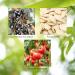 Nature's Sunshine Men's Formula with Lycopene - 60 Capsules - Pack of 1 - Buy Online on GoSupps.com
