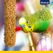 Vitakraft Crackers for Parrots - Honey & Anise Snack Sticks No Added Sugar (2 Pieces) - International Shipping Available - Buy Online on GoSupps.com