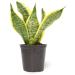Live Snake Plant, Sansevieria trifasciata Superba, Fully Rooted Indoor House Plant in Pot, Mother in Law Tongue Sansevieria Plant, Potted Succulent Plant, Houseplant in Potting Soil by Plants for Pets Sansevieria Superba S