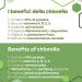 ERBOTECH 800 Organic Chlorella Tablets Chlorella Pure Seaweed Capsules in 200g Pack Rich in Iron Omega 3 and Vitamin B12 Gluten Free Suitable for Vegetarians and Vegans - Buy Online on GoSupps.com