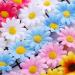 Whaline Daisy Flower Headband Set - Sunflower Hair Wreath for Women, Girls - Summer Party Decoration, Wedding, Hippie, Halloween, Christmas - 5 Pack - Buy Online on GoSupps.com