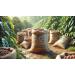 Mega Beans Coffee Unroasted Green Coffee Beans Specialty Grade Green Coffee Beans - 3 LB - Nicaragua Organic - Buy Online on GoSupps.com