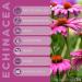 Vitaherbs Echinacea Tablets 200mg - Vegan, Premium Quality - Made in the UK | 100 Count (Pack of 1) - Buy Online on GoSupps.com