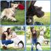 2 Pack Adjustable Dog Diapers for Bitches - Reusable Heat Pants with 16 Hygiene Pads Black & Blue (Large) - Ideal for Menstrual Periods | International Shipping Available - Buy Online on GoSupps.com