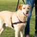 Buy TRIXIE LeadnWalk Soft Training Harness Black SM - Comfortable Pet Harness for Dogs - International Shipping Available - Buy Online on GoSupps.com