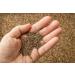 Dill Seeds 2 oz - Dried Whole Seeds for Pickling, Soups, Vegetables, Salads, and Pasta | Resealable Bag - Buy Online on GoSupps.com