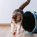 Kater Kasimir Catnip Spray for Scratching Post | 100% Natural & Additive-Free Catnip Spray - International Shipping Available - Buy Online on GoSupps.com