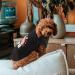 Cotton Dog T-Shirt Summer Clothes | Soft & Breathable Pet Tank Top | Sleeveless Rainbow Vest for Small Medium Cats & Dogs - Buy Online on GoSupps.com