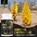 Gesundgeist Cistanche Tubulosa Extract 1200mg - Pack of 1 -  60 Capsules - Buy Online on GoSupps.com