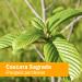 Herb Pharm Cascara Sagrada Liquid Extract - 1oz Bottle for Digestive Support - Buy Online on GoSupps.com