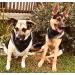 Unique Style Paws Washable Dog & Cat Triangle Neck Ceal - Green Plaid Suitable for Small to Large Pets (1 Pack) - Buy Online on GoSupps.com