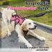 Rabbitgoo Breaking-Safe Dog Harness for Medium Dogs - Adjustable Breathable Padded Vest with Handle - Ideal for Training & Safety - Pink - Buy Online on GoSupps.com