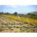 Organic Helichrysum Italicum Face Mist - 100ml Hydrosol from Corsica | Natural Immortelle Floral Water for Radiant Skin - Buy Online on GoSupps.com