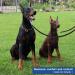 Pawaboo Dog Halver - Pet Safe Control for Dog Training | Adjustable Nylon Reflective Harness for Medium Dogs - Black - Buy Online on GoSupps.com