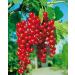 Red currant 'Rovada ' - Half standard Half standard - In container Rovada