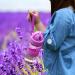 Sigdio BPA-Free Sports Drinking Bottle for Kids - Violet | Ideal for Home School & Outdoor Activities - Buy Online on GoSupps.com