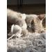 Buy XL Cat Toy Mouse - Catnip Pillow & Dried Catnip for Self-Play | International Shipping - Buy Online on GoSupps.com