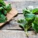 Carbo Verte Nettle Concentrate 1L - Urtica Plant Nutrient with Biochar for Healthy Strong Plants - Buy Online on GoSupps.com