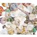 8085pcs Sea Shells Mixed Beach Seashells for Beach Theme Party Wedding Decorations DIY Crafts Candle Making Fish Tank Vase Fillers Home Decorations Supplies