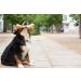 Buy Irish Premium Beef Chewing Bones for Dogs | Cereal-Free & Sensitive | Large Postman's Leg - Buy Online on GoSupps.com